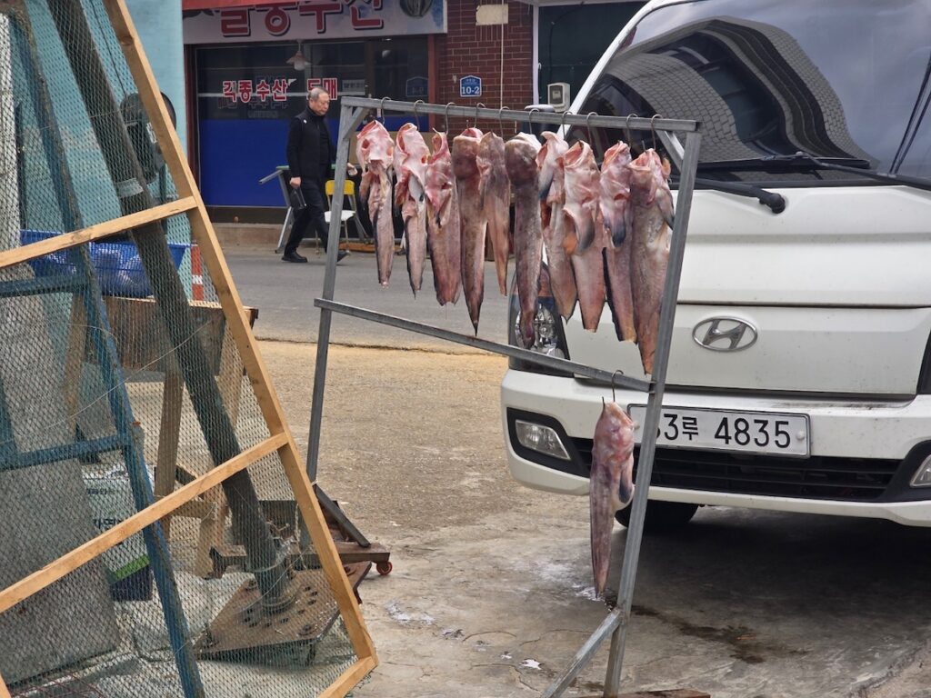 3 Essential Secrets of Korean Semi-Dried Fish Rituals showing fish hanging on a rack with a cat sitting nearby.