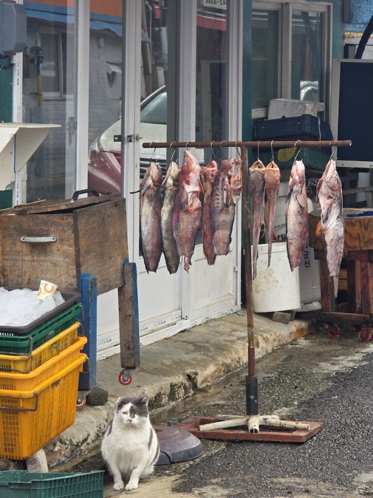 3 Essential Secrets of Korean Semi-Dried Fish Rituals featuring fish drying on a metal rack in front of a white truck.