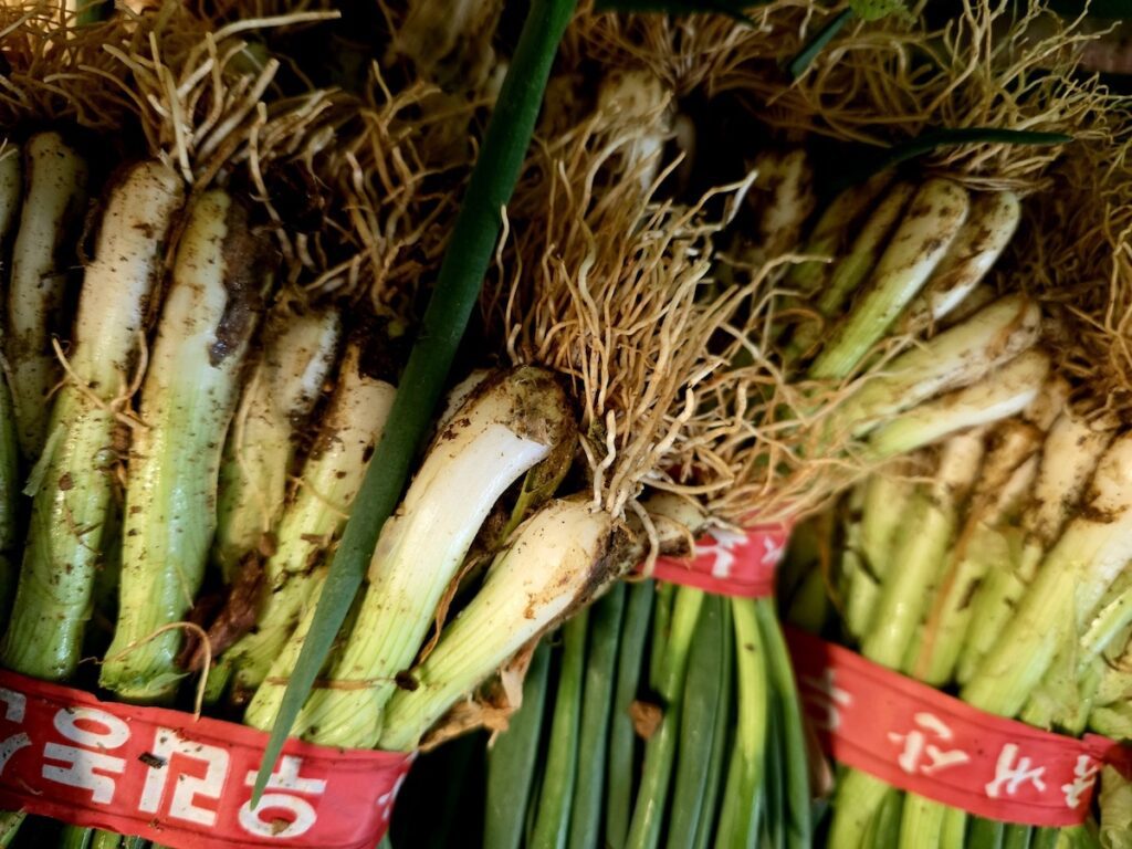 Best Korean Foods for Weight Loss showing a bundle of freshly harvested green scallions (Pa) before being trimmed for seasonal Kimchi preparation.
