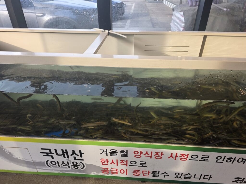 A close-up shot of a fish tank filled with live mudfish (loach), the core ingredient for Korean Energy Soup. This represents the direct, powerful source of Stamina Food in Seoul.