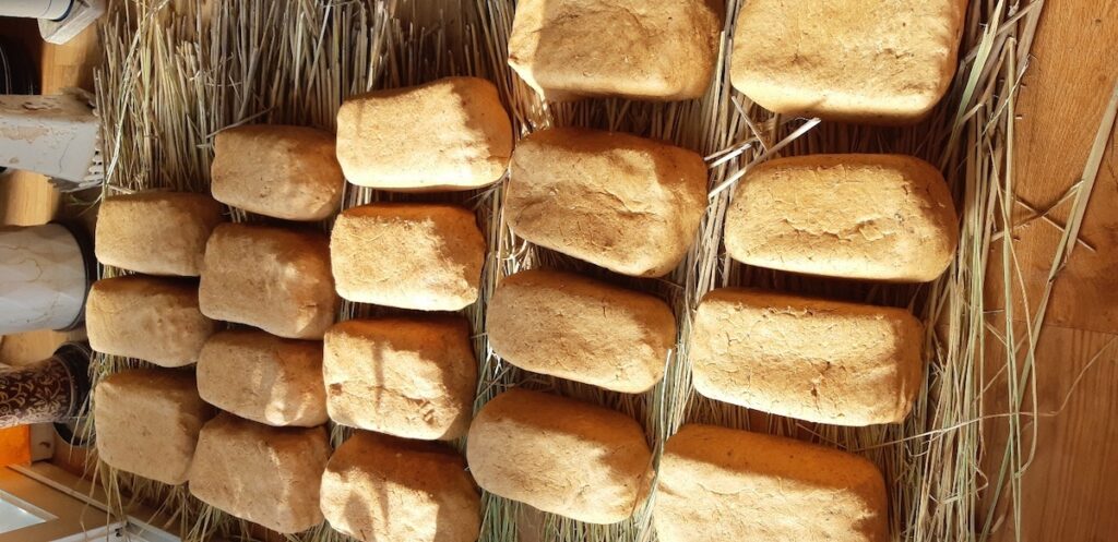 3 Best Korean Fermentation Rituals highlighting natural soybean Meju fermentation on straw.