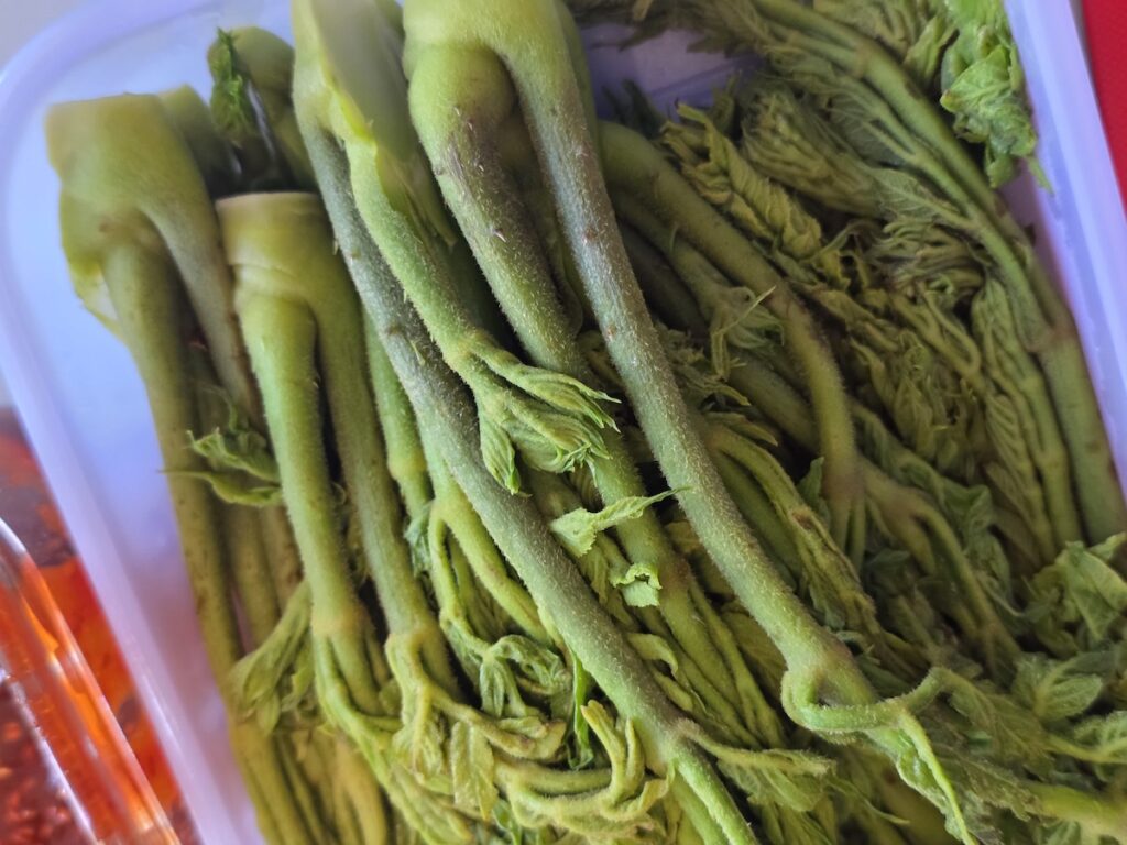 Raw thorny shoots of Fatsia Aralia for a mysterious Korea Food experience.