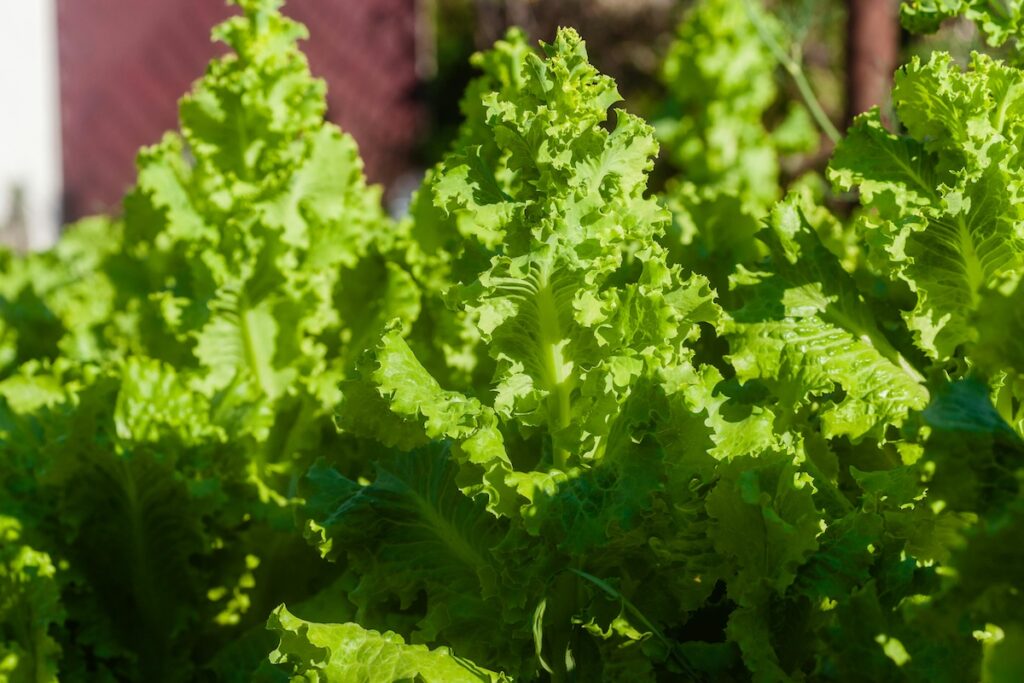 A close-up of vibrant, curly green lettuce leaves growing in a garden, ideal for use as a healthy, carb-free Korean Ssam wrap.