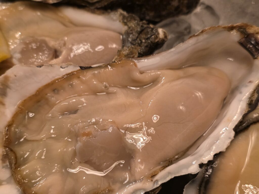 Close-up of fresh raw oysters in Korea showing texture and natural color