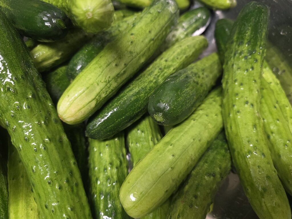 what to eat in Korea if you don’t like kimchi with fresh cucumbers used to make oiji a non spicy Korean side dish
